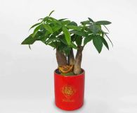 ANM-7 Loại Cây Cảnh Tăng Cường Không Gian Sống Trong Nhà